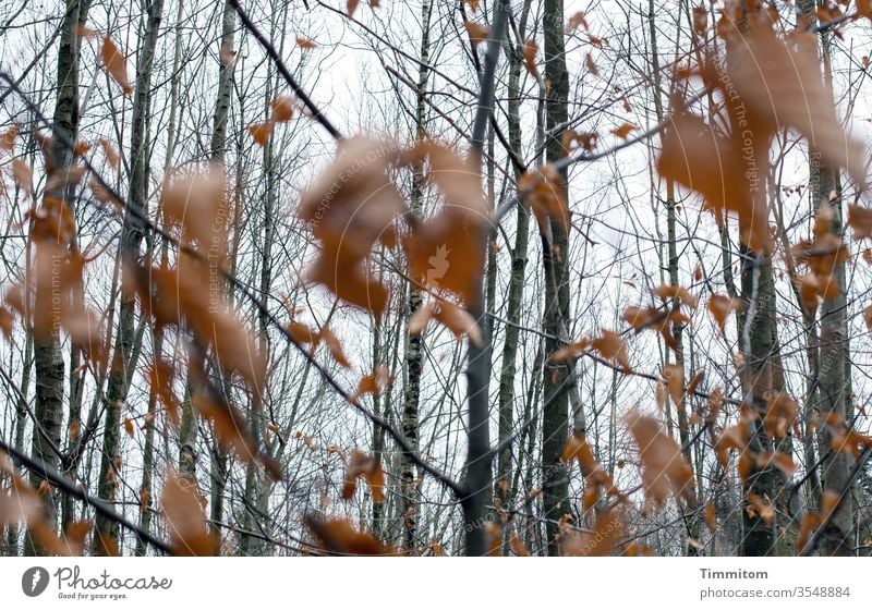Unscharfe Blätter vor allerlei Geäst Äste Laub Wald Bäume Baumstämme Herbst Himmel Stimmung herbstlich Außenaufnahme Menschenleer Vergänglichkeit Natur