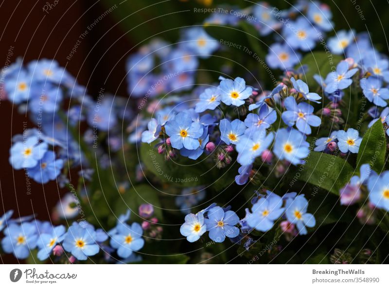 Nahaufnahme von Myosotis-Blüten oder Vergissmeinnicht, Hochwinkelansicht, selektiver Fokus blau Blumen vergessen mich Pflanze hoch Winkel Ansicht mehrere viele