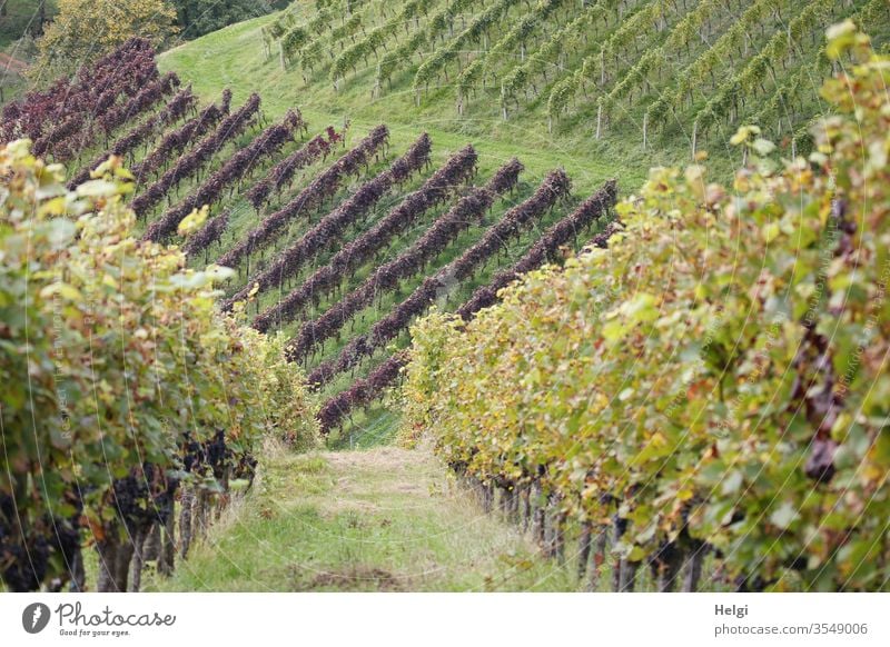 im Weinberg - viele grüne und dunkle Rebstöcke in Reihen auf einem Weinberg Weinstock Reben Weinreben Weinbau Weingut Pflanze Nutzpflanze Herbst Natur