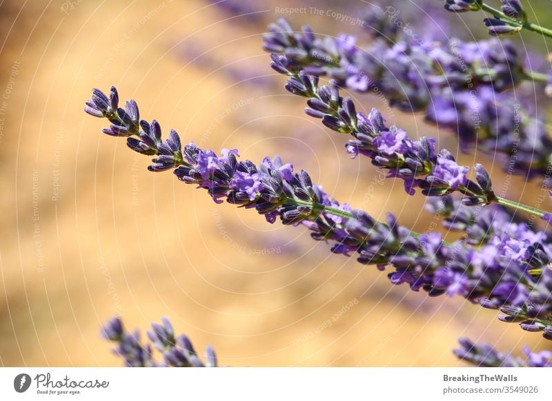 Nahaufnahme violett blühender Lavendelblüten, Niedrigwinkel-Seitenansicht Blumen Überstrahlung Blüte purpur Tag Feld Provence Frankreich malerisch Natur schön