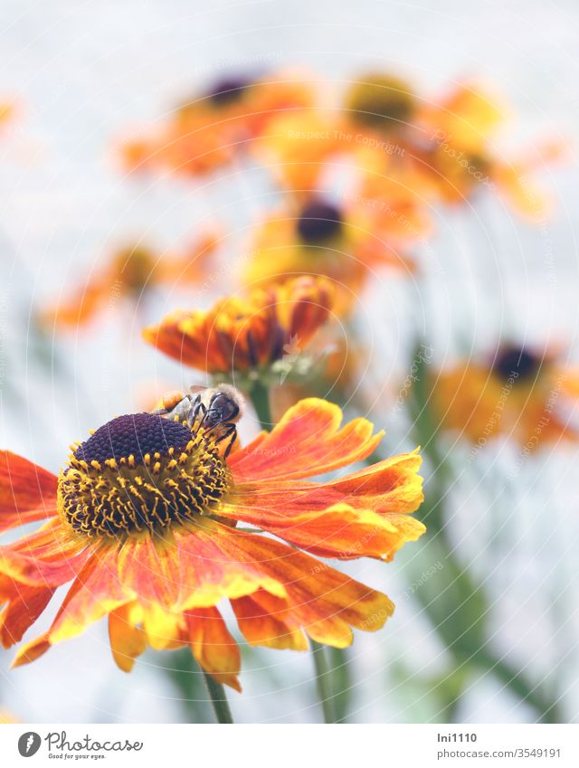Sonnenbraut gelb orange mit Biene im Staudenbeet Helenium Garten Doldenblüher Bienenmagnet Bienenpflanze Honigbiene robust Schnittblume braun Aquarell