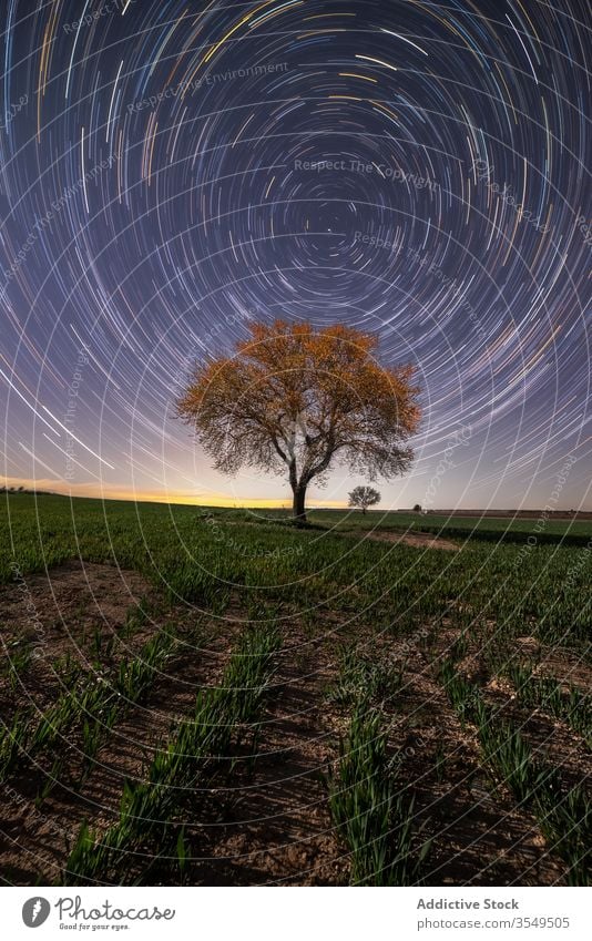Sternenhimmel über einsamem Baum auf dem Feld sternenklar Himmel Nachlauf malerisch Landschaft Langzeitbelichtung majestätisch Nacht prunkvoll spektakulär