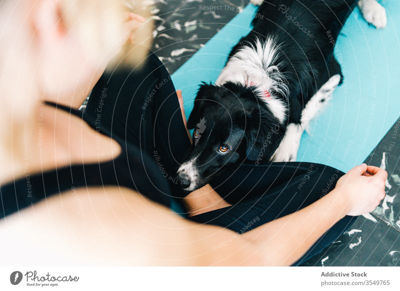 Hund liegt neben meditierender Frau Yoga Asana Lotus-Pose heimwärts Haustier Zusammensein Besitzer sich[Akk] entspannen ruhig friedlich Gelassenheit Windstille