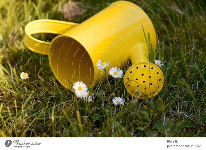 Endlich Sommer ! Garten Frühling Schönes Wetter Gras liegen gelb grün Lebensfreude Gießkanne Gänseblümchen umfallen Farbfoto Außenaufnahme Menschenleer
