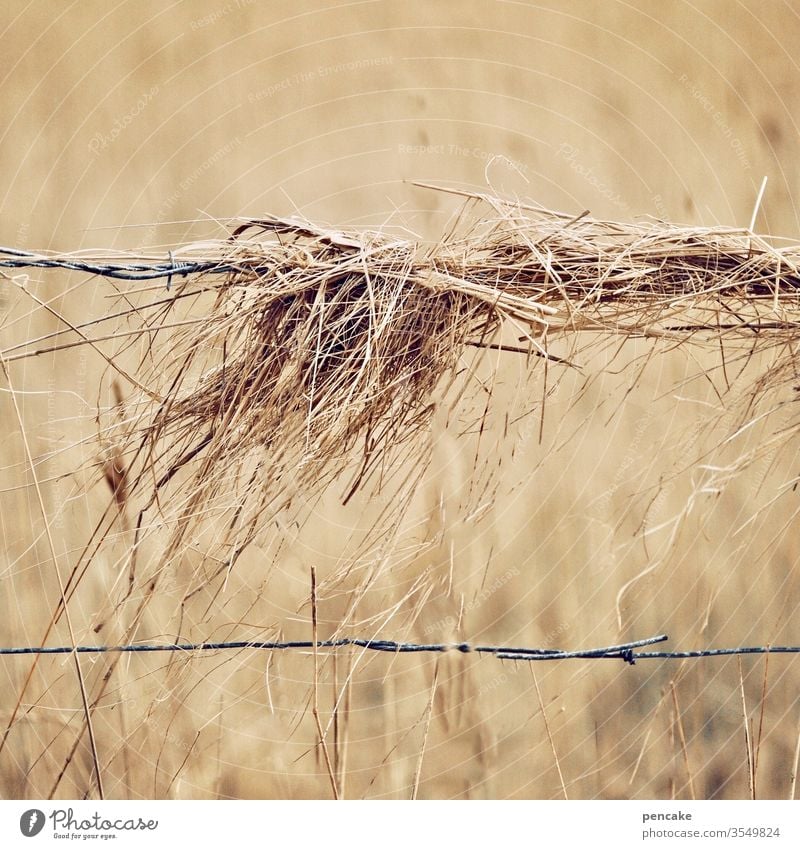 schwer auf draht! Heu Stroh feld Getreide Weide reif trocken Wind Draht hängen Herbst Sommer Zaun Stacheldraht Landwirtschaft