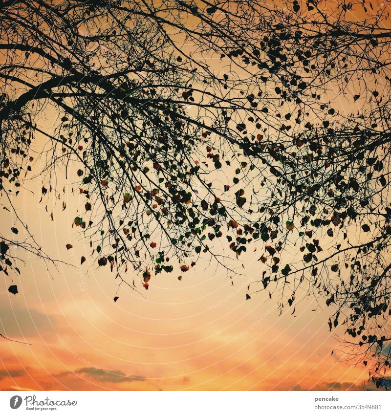 guten abend, gute nacht Himmel Abendrot Bäume Silhouette Äste Blätter Außenaufnahme Baum Abendstimmung Sonnenuntergang berühren filigran Farbfoto Umwelt