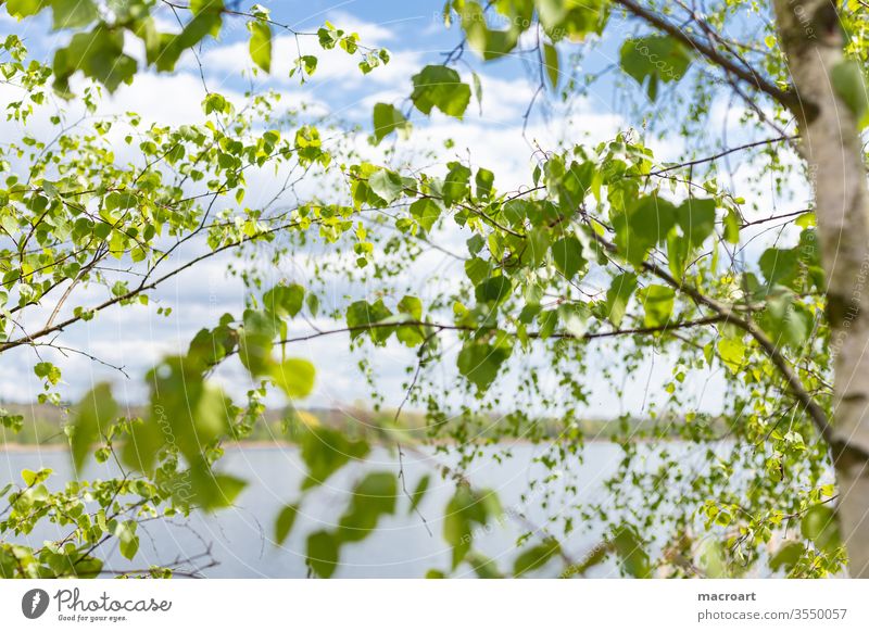 Birkenzweige birkenblätter birkenzweige grün ast äste baum natur landschaft nahaufnahme grün frühlling sommer frische treibe borke rinde baumstamm weiß himmel