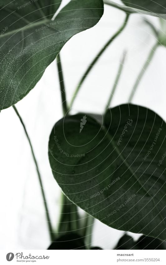 Monstera-Tapete Fensterblätter fensterblatt pflanze Blätter groß riesig geblümt Grün Plakat modern Stilrichtung zimmerpflanze Dekoration dekorativ weiss Hölle