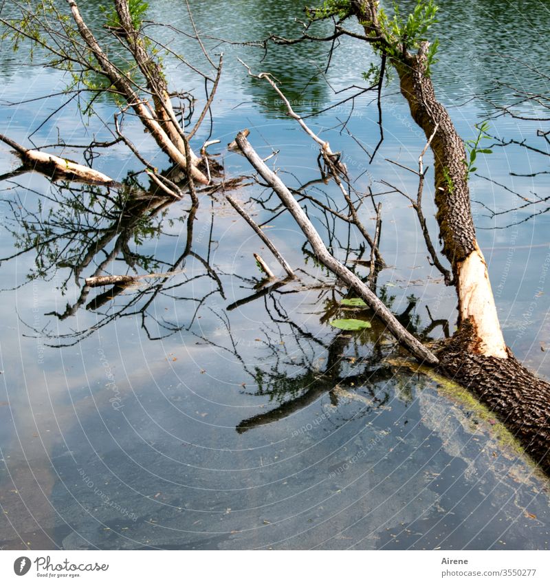 Waldsterben am Baggersee Baum Wasser blassblau Seeufer hell-blau weiß Geäst bizarr Zweige u. Äste Teich Urelemente alt Tod Untergang ertrinken untergehen