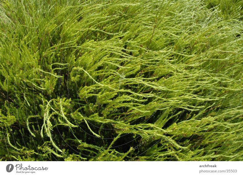 Grünes Meer Pflanze grün Botanik Barcelona tauchen Verhext träumen weich Garten Wind Sonne