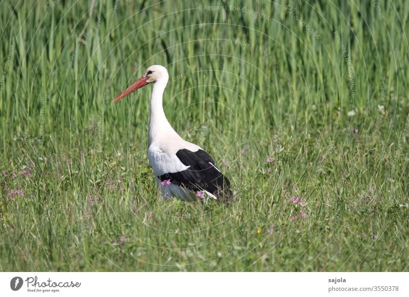 Storch in der Wiese Weißstorch Tier Vogel stehen Außenaufnahme Farbfoto Wildtier Menschenleer Natur Tierporträt Tag Schönes Wetter weiß schwarz grün Umwelt 1