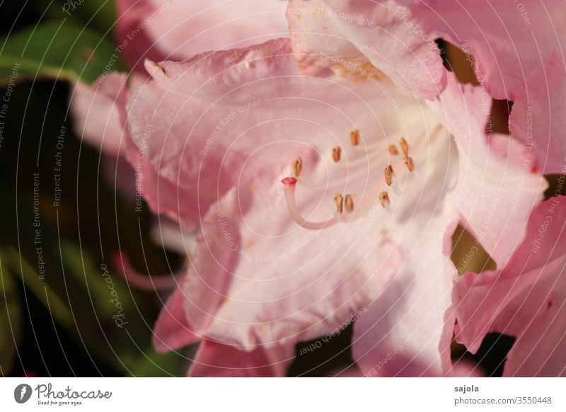 rosa Rhododendronblüte im Licht Blüte Pflanze Farbfoto Außenaufnahme Natur Makroaufnahme Blume Nahaufnahme Blütenstempel Blütenkelch Griffel Blütenblatt schön