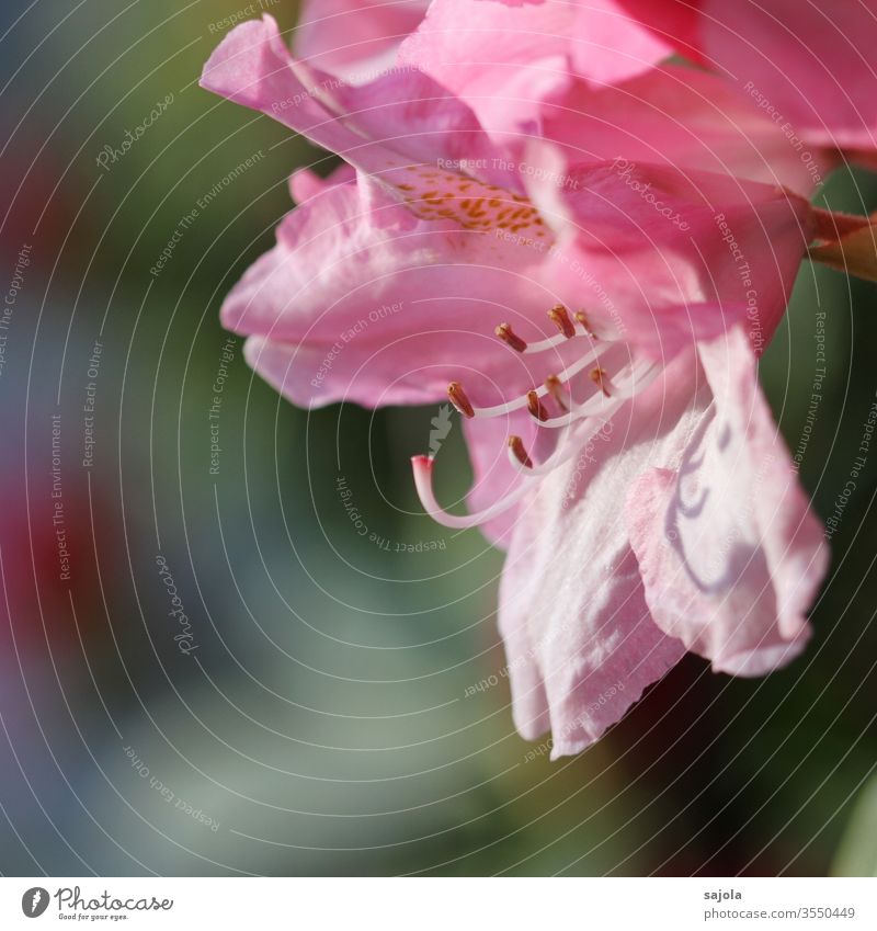 rosa Rhododendronblüte Rhododendronblüten rosa Blume Blüte Blütenstempel Blütenkelch Blütenblätter Blütengriffel Farbfoto Makroaufnahme Nahaufnahme Natur