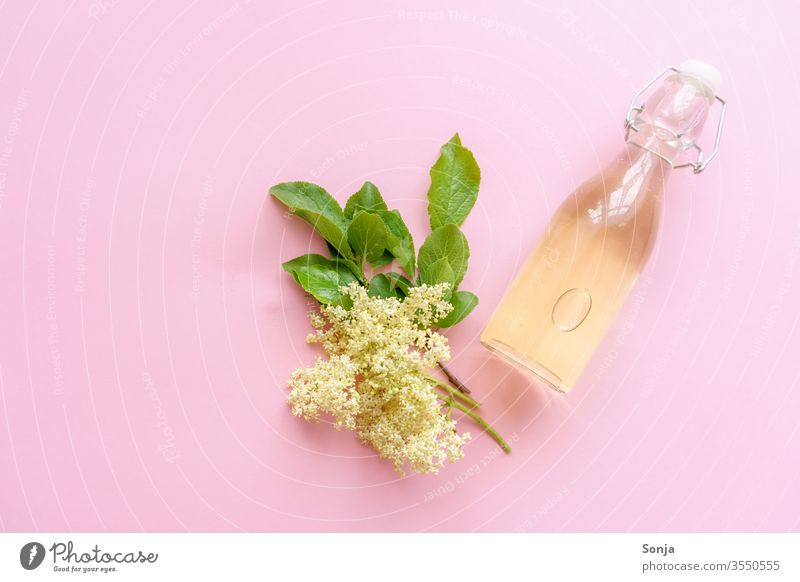 Selbstgemachter Holunderblütensaft in einer Glasflasche und Hollerblüten auf einem rosa Hintergrund, Draufsicht Sirup Blüte Sommer Getränk gelb