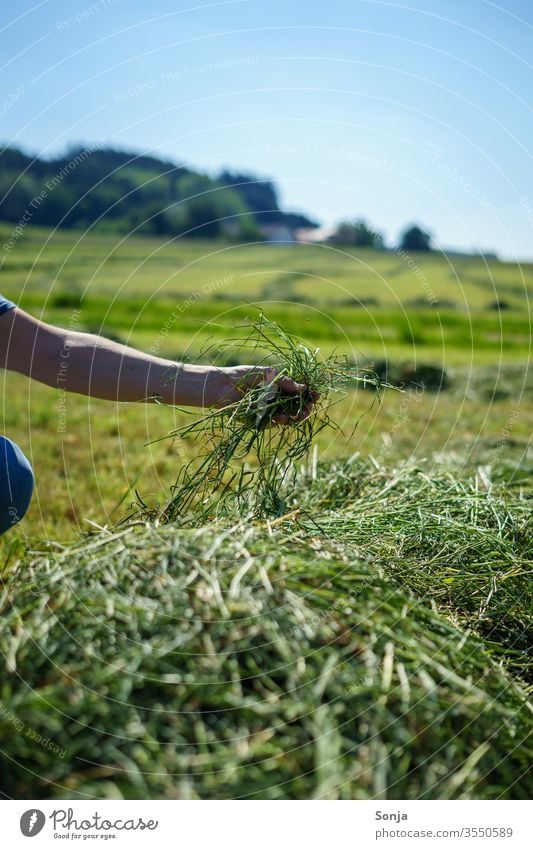 Bauer prüft frisch gemähtes Heu mit der Hand prüfen Gras Mann halten grün Landwirtschaft Farbfoto Feld Ernte Außenaufnahme Landschaft Tag Wiese natürlich