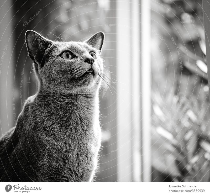 Kater Blick nach vorn Hintergrund neutral Innenaufnahme grau Tier 1 Katze Haustier