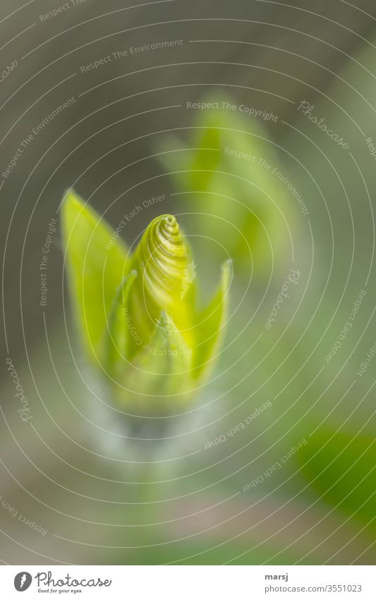 Grasgrüne Blütenknospe der Winde Spirale drehen leuchten Blütenknospen Frühling Meditation harmonisch Leben elegant fantastisch Lebensfreude Hoffnung Kraft