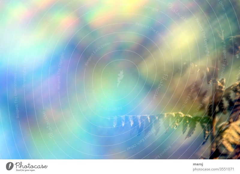 Farn in Farbexplosion regenbogenfarben knallbunt Lichtbrechung mehrfarbig Wildpflanze Pflanze leuchten gruselig trendy Reflexion & Spiegelung Farbfoto knallig
