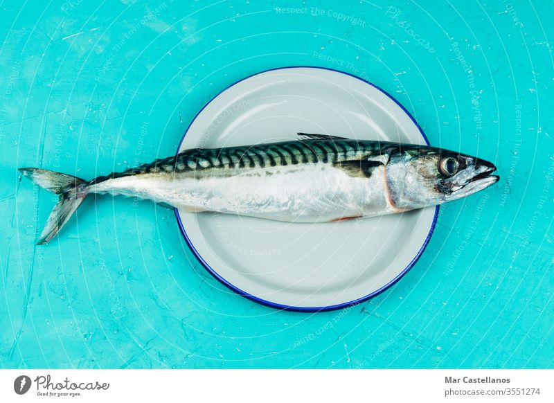 Frische Makrele auf einem weißen Teller auf blauem Hintergrund Konzept von Meeresfrüchten. Platz zum Kopieren. weiße Platte Blauer Hintergrund Textfreiraum