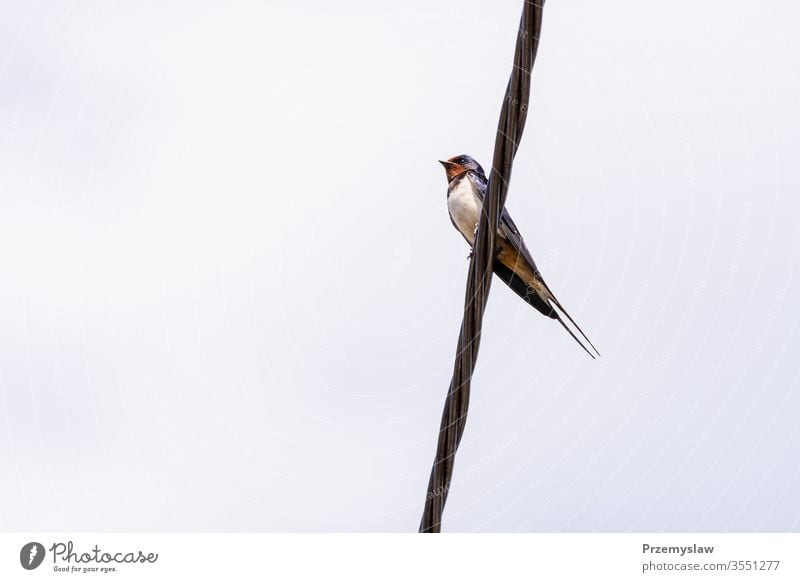 Schwalbenvogel auf dem Draht Vogel Tier Natur fliegen Ornithologie im Freien horizontal Tag Licht hell farbenfroh Fauna