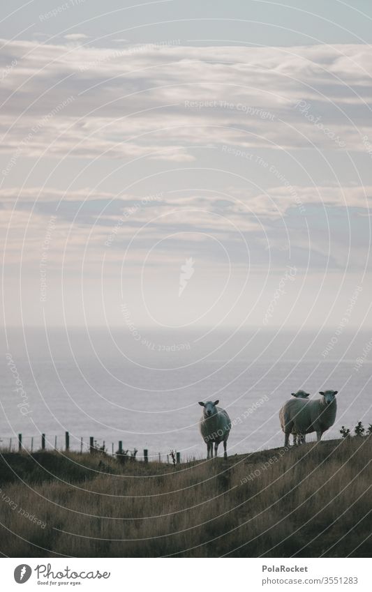 #As# Drei Von der Küst Schaf Schafe Küste Neuseeland Neuseeland Landschaft Natur Außenaufnahme Farbfoto Meer Ferien & Urlaub & Reisen