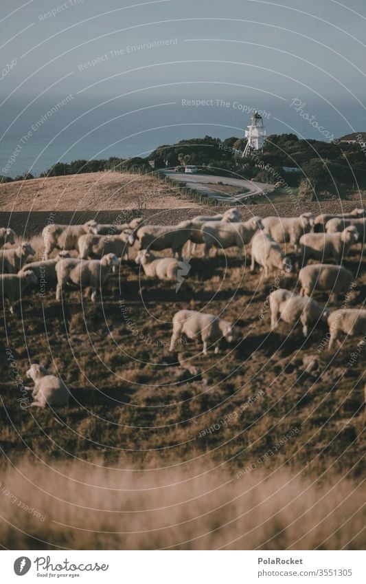 #AS# Leuchturm küsst Schafe Menschenleer Tiergruppe Herde Außenaufnahme Natur Landschaft Wiese Farbfoto Nutztier schafe zählen Merino Schafe Ohren Wolle
