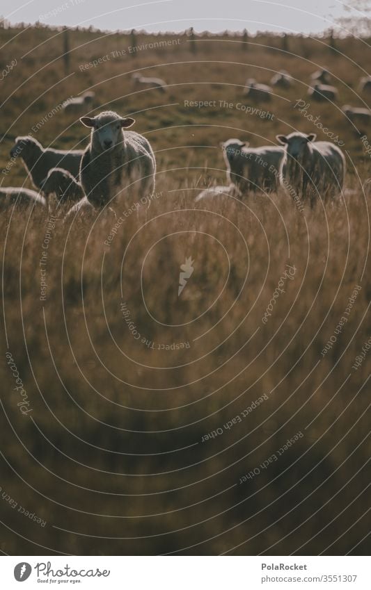 #As# Was-Geht-Schaf Schafherde Schafswolle Schafe scheren Schafe erschrecken Nutztiere Neuseeland Ohren Merino Schafe Wolle schafe zählen Natur Landschaft Wiese