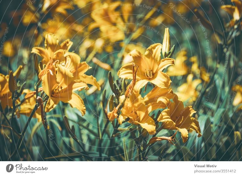 Gelbe Blüten der Taglilie, auch bekannt als Hemerocallis sp. Blumen Blütezeit botanisch Botanik Feld Flora geblümt Blütenblätter blumig Garten organisch