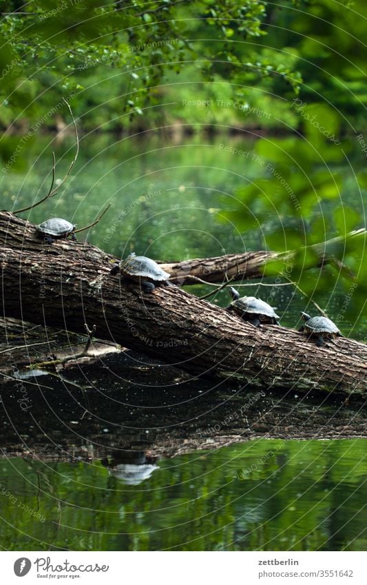 Schildkröten auf dem Sonnendeck schildkröte ast baum invasive art berlin biotop einwanderung ferien fremd großer tiergarten invasion menschenleer natur neozoen