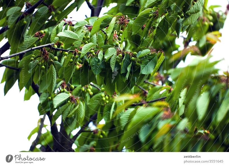 Unreife Kirschen ast kirsche kirschbaum obst unreif erholung grün ferien garten kleingarten kleingartenkolonie menschenleer natur pflanze rasen ruhe