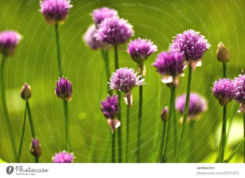 Blühender Schnittlauch schnittlauch blume gewürz blühen blüte garten gras kleingarten kleingartenkolonie tiefenschärfe menschenleer natur pflanze ruhe