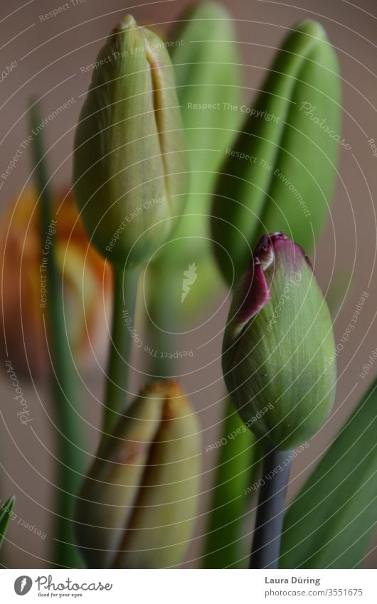 Geschlossene Tulpen Nahaufnahme tulpenstrauß Frühling Blumenstrauß Farbfoto Innenaufnahme Natur Tiefe Schönheit der Natur Farbe Detailaufnahme Hoffnung Glaube