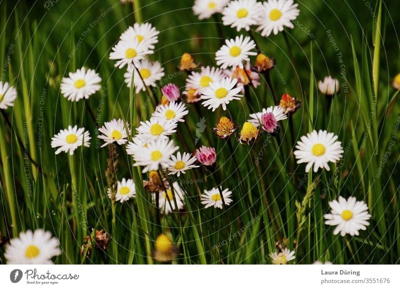 Kleine Blumen zwischen Grashalmen Frühling Garten Natur Lebensraum Biologie natürlich wachsend Arten Erde Flora wild weiß botanisch Wiese Wildblume Saison