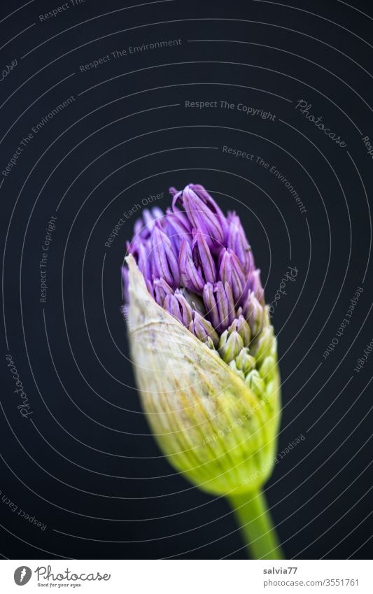Zierlauchknospe vor schwarzem Hintergrund Blüte Allium Pflanze Blume Knospe Natur Farbfoto violett grün Garten Makroaufnahme Frühling Menschenleer ästhetisch