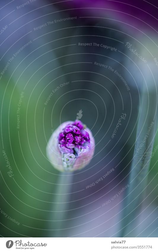 Zierlauchknospe ( Allium) leicht geöffnet Blüte Knospe Frühling Blume Garten Natur Makroaufnahme Schwache Tiefenschärfe Farbfoto Pflanze Blütenknospe bunt soft