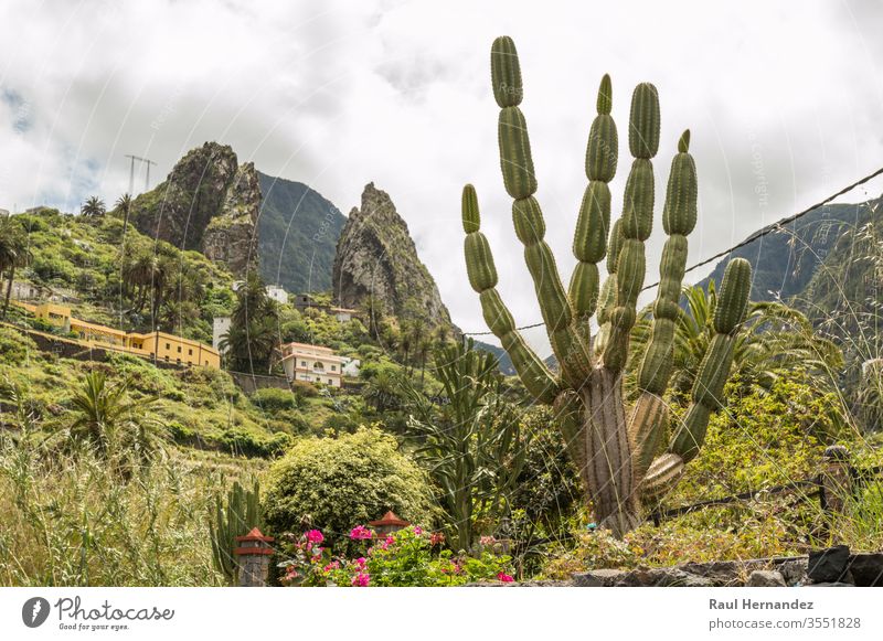 Roques de Pedro und Petra hinter einem schönen Kaktus vom Tal aus gesehen in La Hermigua auf La Gomera. 15. April 2019. La Gomera, Santa Cruz de Tenerife Spanien Afrika. Reisen Tourismus Fotografie Natur.
