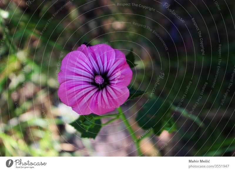 Eine wilde Geranienblüte im Schatten, hinter der Blume befindet sich Sonnenlicht. filigran rosa perfectgreen speziell Zierlich Storchschnabel Borte schön