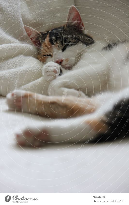 Katze entspannt Erholung Glückskatze Fell gemütlich weich Haustier ruhig Farbfoto Innenaufnahme Menschenleer Tag