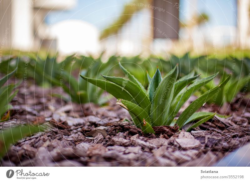 Nahaufnahme der im Boden wachsenden dekorativen Aloe Pflanze Feld vereinzelt Landschaft Blatt medizinisch Schonung Kräuterbuch Rhizome Süden Gewürz Zustand Grün