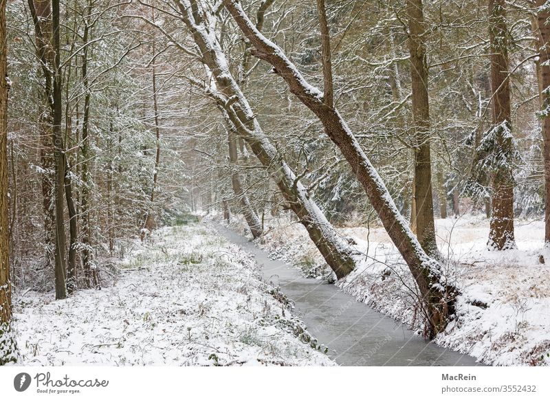 Bachlauf im Winter bach winter schnee winterlandschaft bäume verschneit kalt gefroren schräge bäume niemand textfreiraum idylle wald gewässer