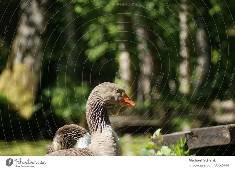 Eine Graugans an einem See Im Odenwald Tier Wildgans Gans Wildtier Vogel Außenaufnahme Tierporträt Nahaufnahme wasservogel grau Flügel Gänse Flug fliegen