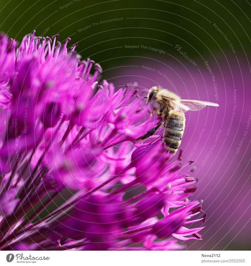 Biene Insekt Makroaufnahme Tier Nahaufnahme Flügel Natur Blüte Pflanze Außenaufnahme Garten Pollen Nektar Honigbiene Nutztier fleißig Duft bestäuben Blühend