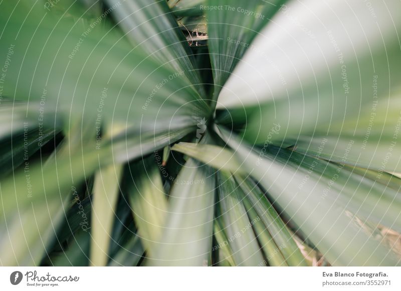 Nahaufnahme einer Makroaufnahme der grünen, stacheligen Blätter eines Kaktus. Ansicht von oben. Konzept Natur Landschaft Tequila Blatt trocken Agave Garten