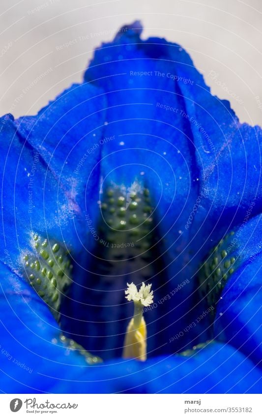 Enzian Enziangewächse Stempel Wildpflanze natürlich blau enzianblau einzigartig Kontrast Licht Natur außergewöhnlich Schwache Tiefenschärfe Makroaufnahme frisch