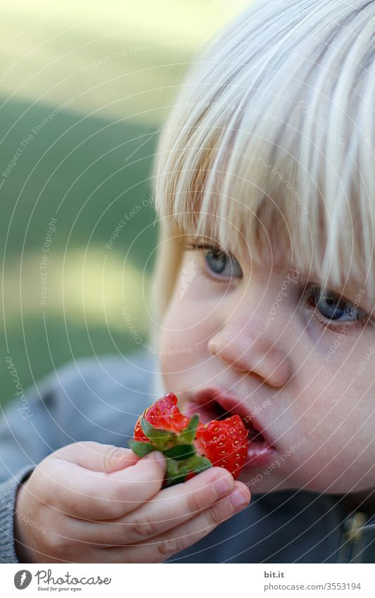 Ebbelle... Erdbeere rot essen Hand Mund Kind Mädchen gepflückt Snack Picknick fruchtig Speise genießen saftig Sommer Foodfotografie Natur schön öko ökologisch