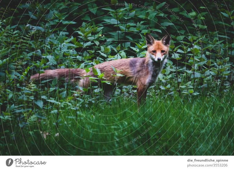 Fuchs im Gebüsch I Wildtier Tier Natur Außenaufnahme Farbfoto grün wild Blick Gras Tierporträt Fleischfresser Nahaufnahme Säugetier orange braun Tierwelt