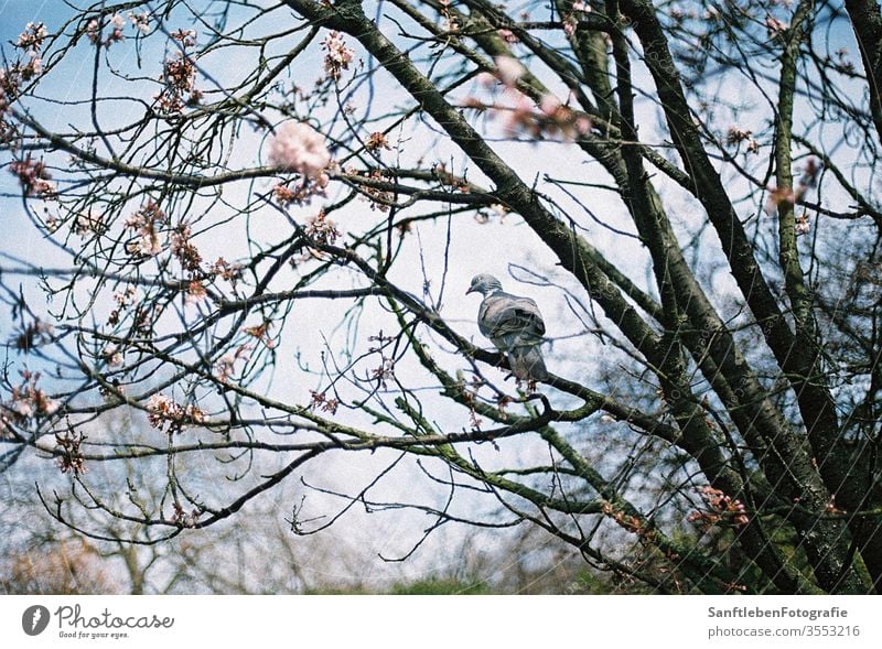 Frühlingstaube Kirschblüten Taube Natur Blüte Tag Blühend Kirschbaum Außenaufnahme Schönes Wetter Sonnenlicht Farbfoto Frühlingsgefühle Baum Park Himmel Umwelt