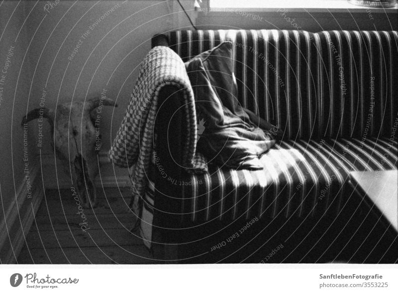 Sonniges Sofa Sonnenstrahlen sonniger Tag Ruhemöbel Kälte entspannende Zeit Decke skandinavischer Stil Wohnzimmer Häusliches Leben gemütlich Windstille