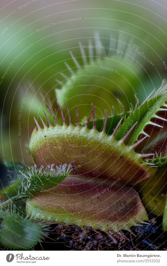 Blätter der Venusfliegenfalle, als Fallen arbeitende Dionaea muscipula (Droseraceae), Nahaufnahme Fliegenfalle fleischfressend Pflanze Kraut krautig