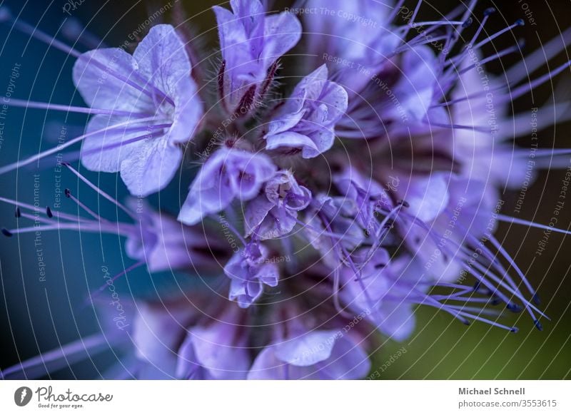 Kleine lila Blüten Blume Pflanze Makroaufnahme Nahaufnahme Frühling Natur violett Menschenleer Schwache Tiefenschärfe schön